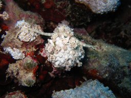 marsa_alam_200510 170